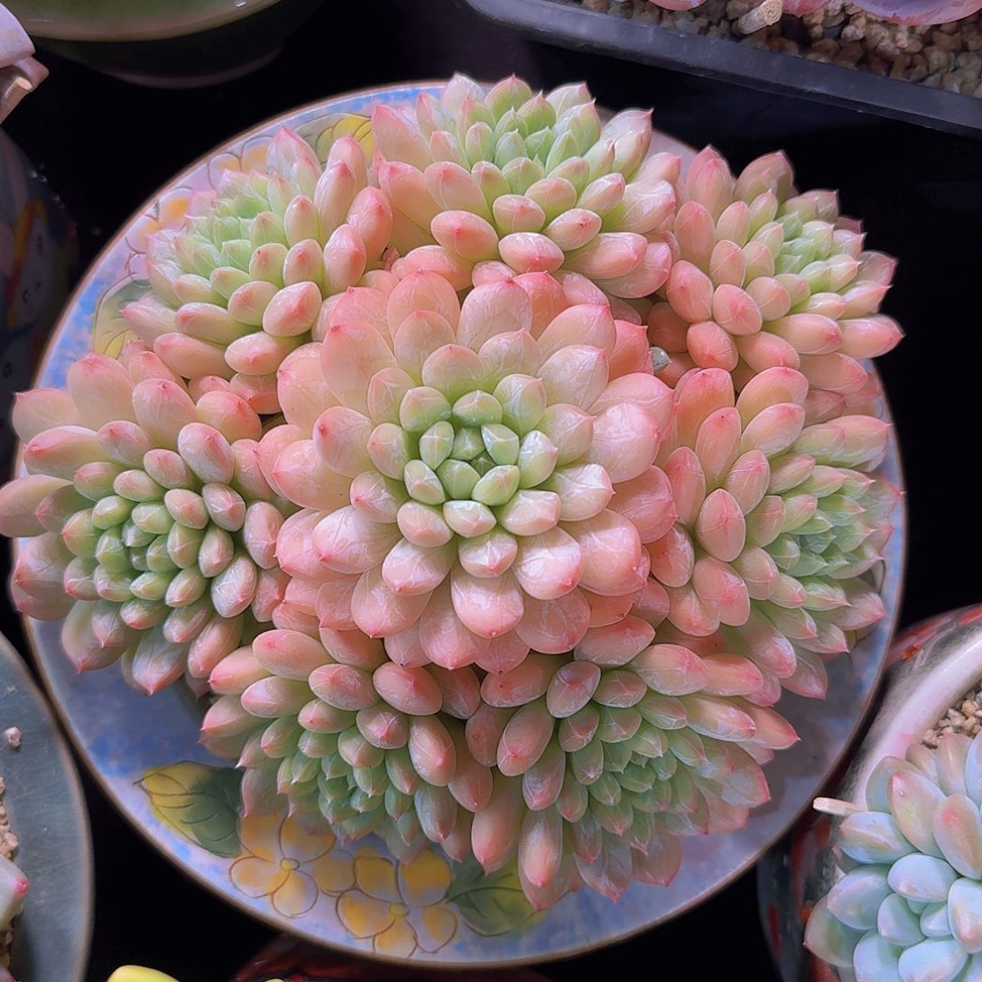 开花姐专拍一物一拍