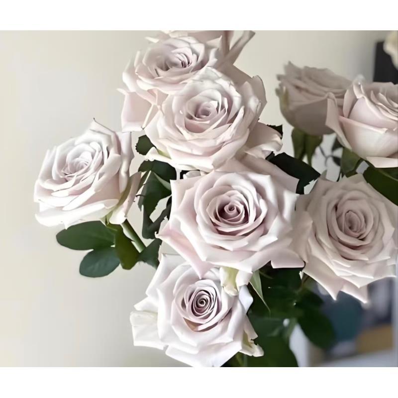 【曼塔玫瑰】收到要醒花  基地直发 云南爆品鲜花