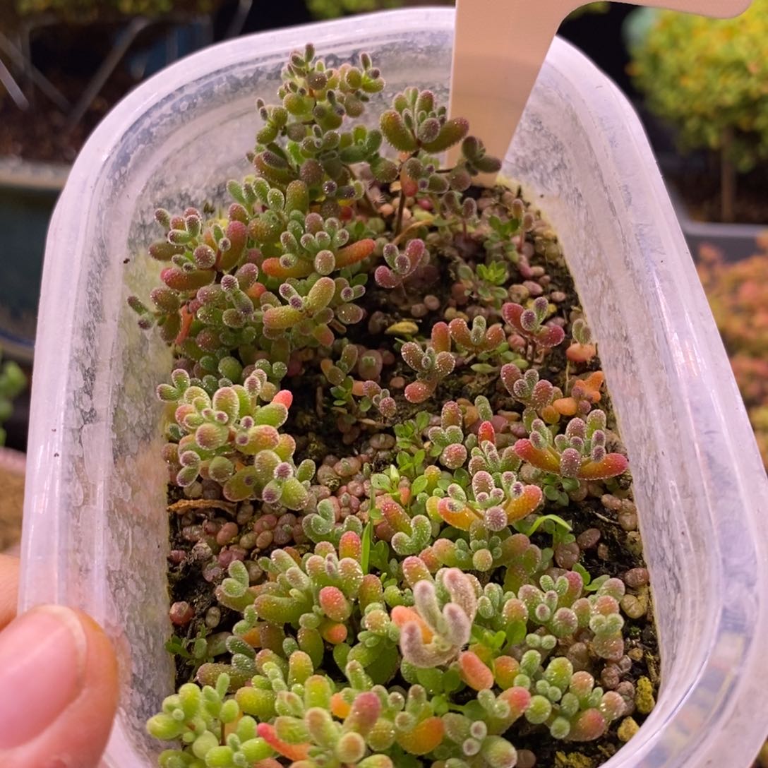 枯*?21混合小苗。     