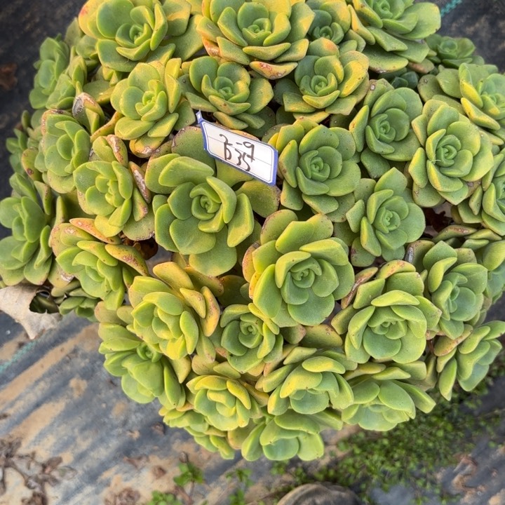 百合丽丽多肉断枝不包35