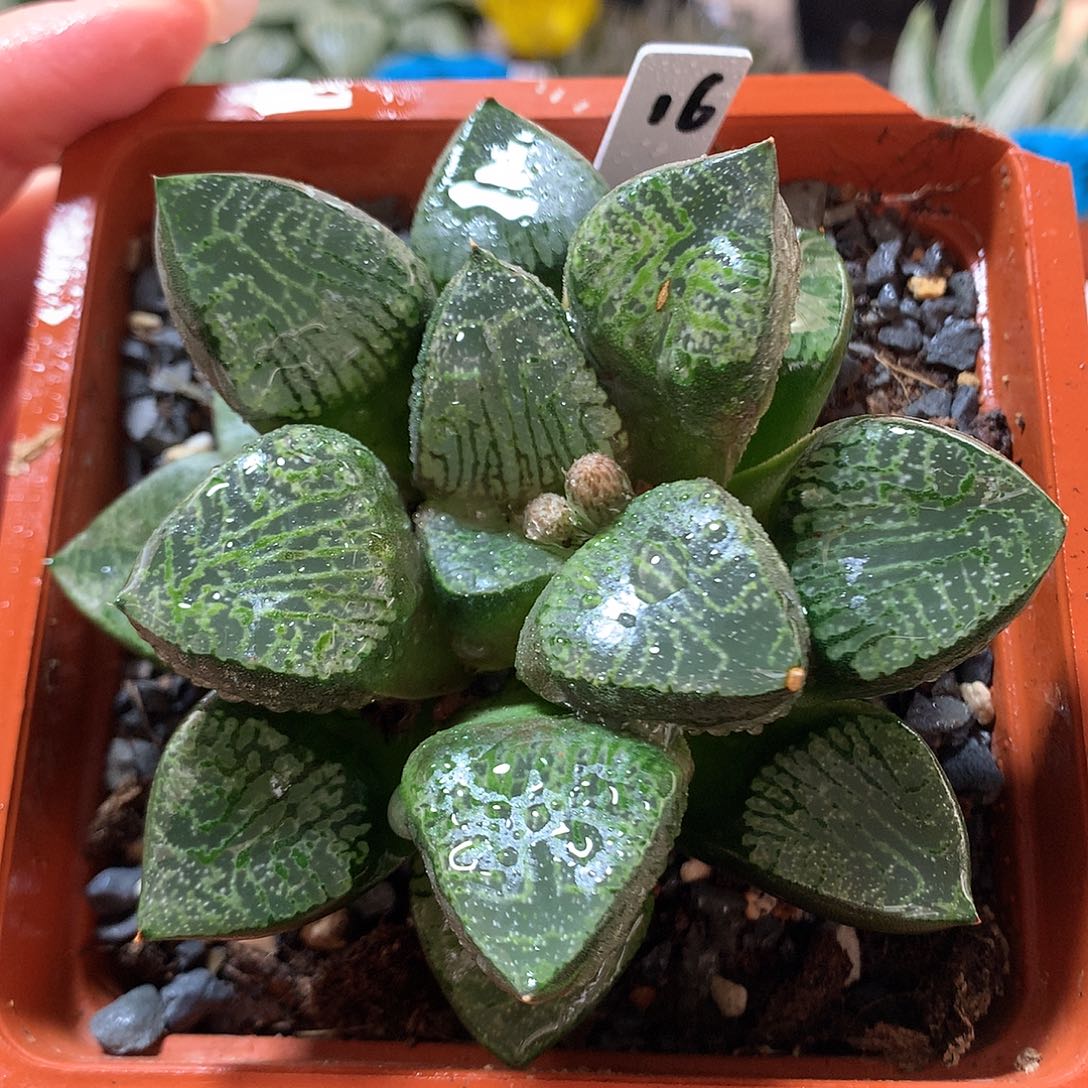 16号实生寿带盆土