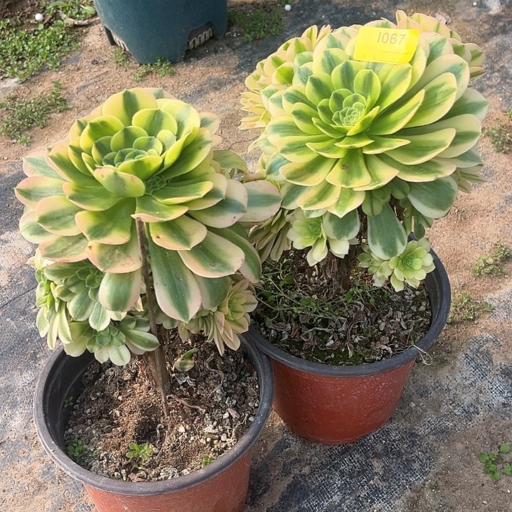 金丝翡翠处理两颗1067