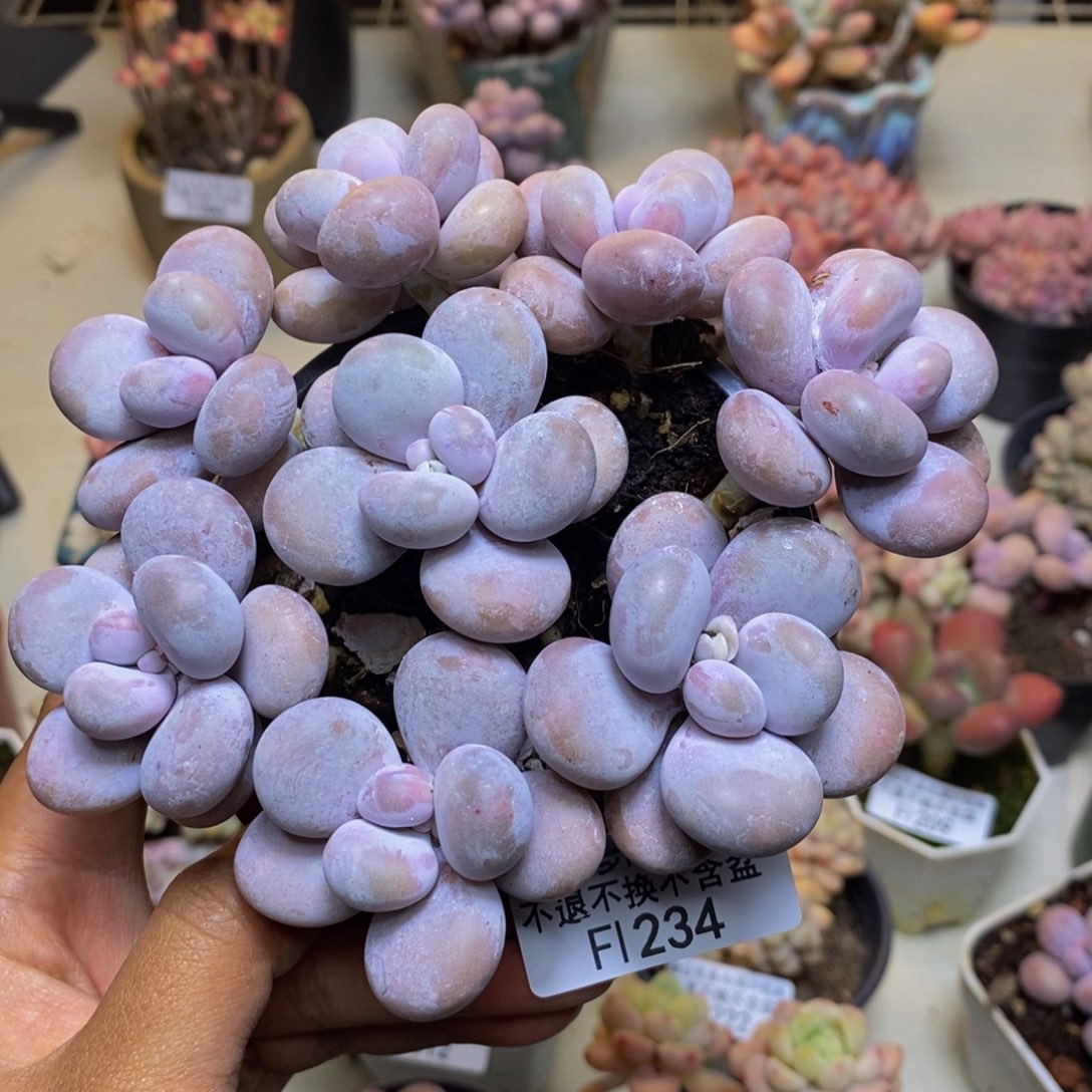 234芭比奶多肉散