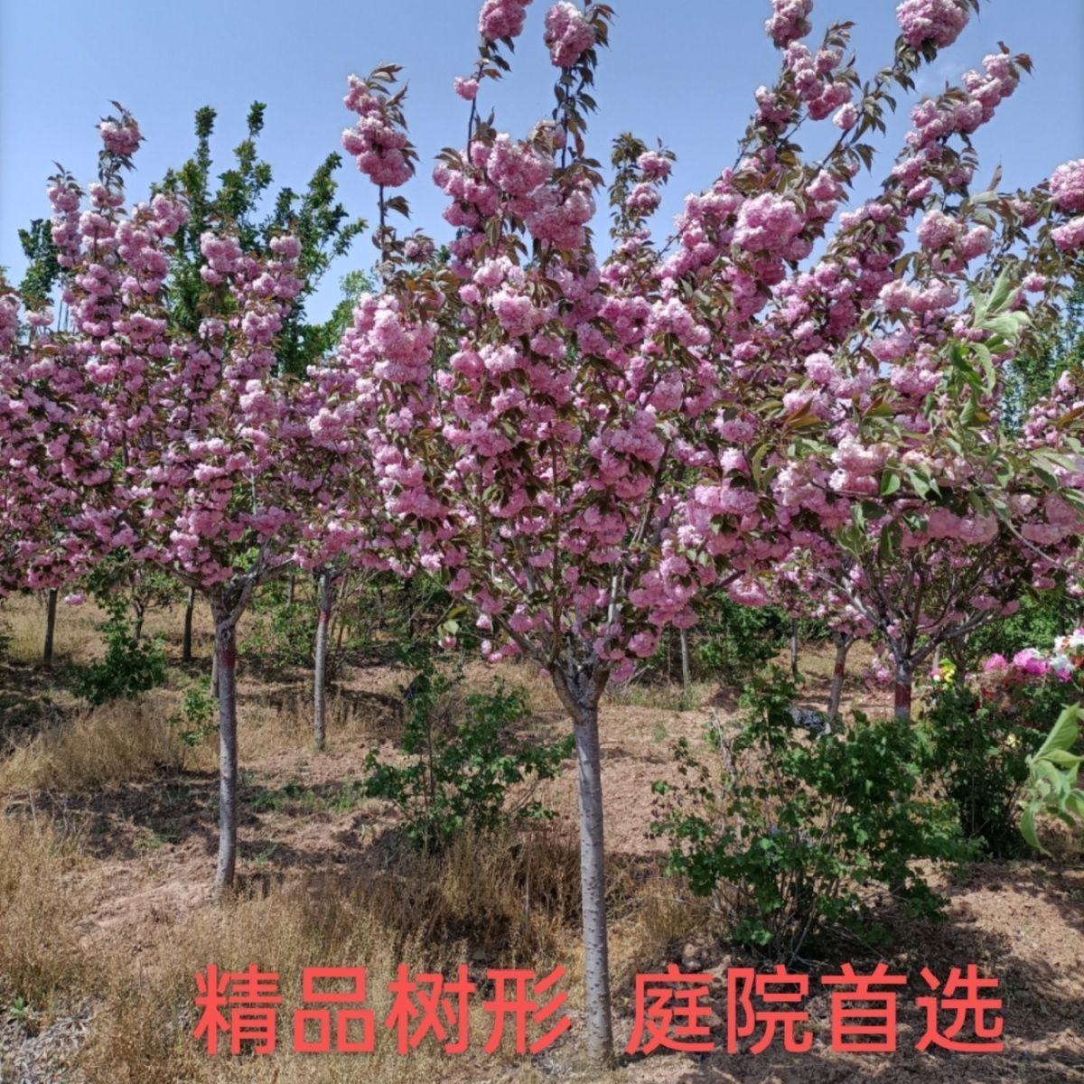 庭院樱花树苗早日本吉野带花苞浓香型南方北种植树木
