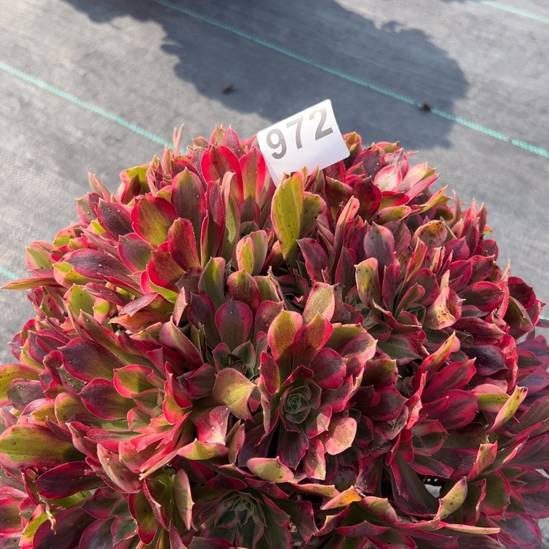 无花朵周正大捧花粉女妖