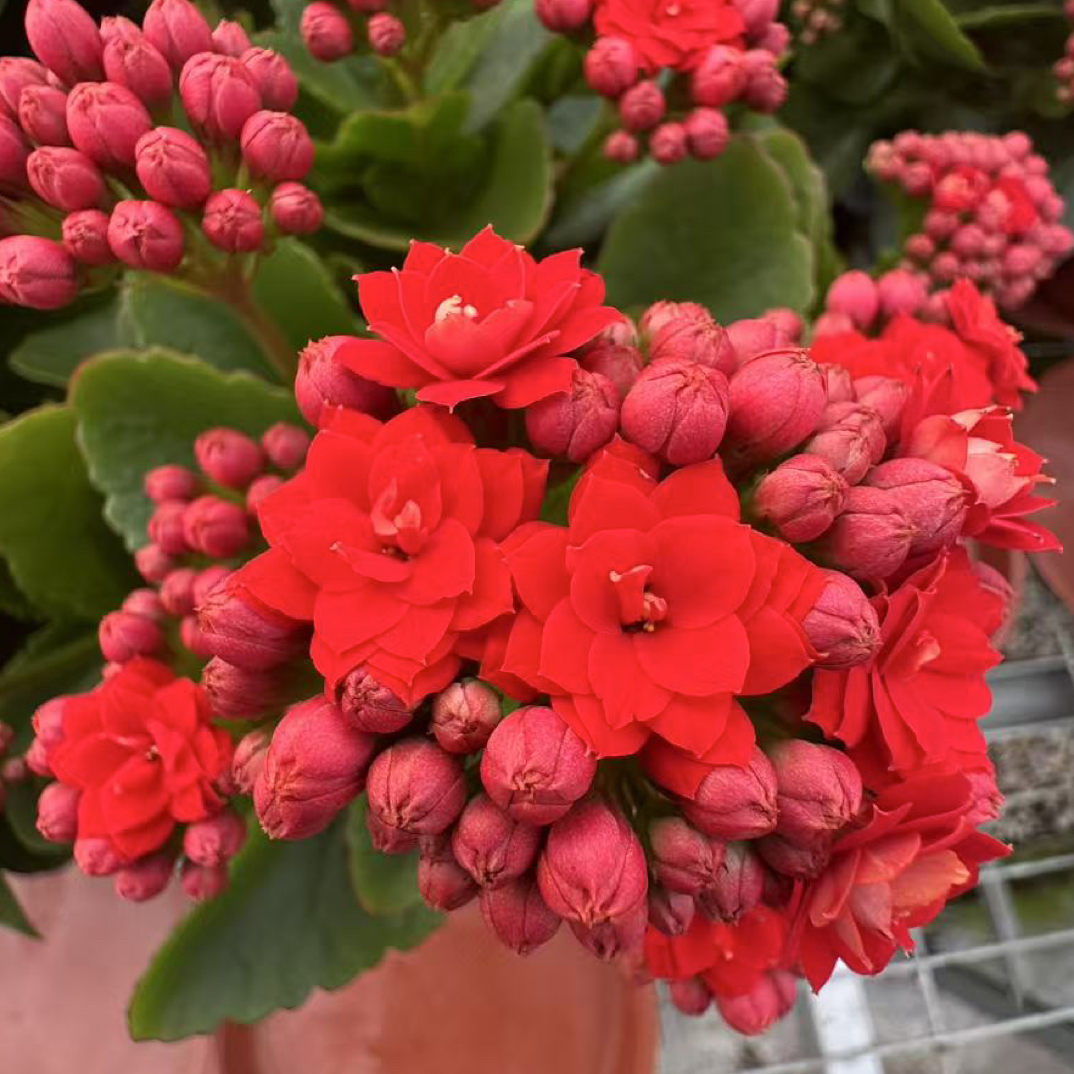 阿玛朵：精品长寿带花苞发货（烂叶黄叶断个别花苞不售后，介意勿拍）