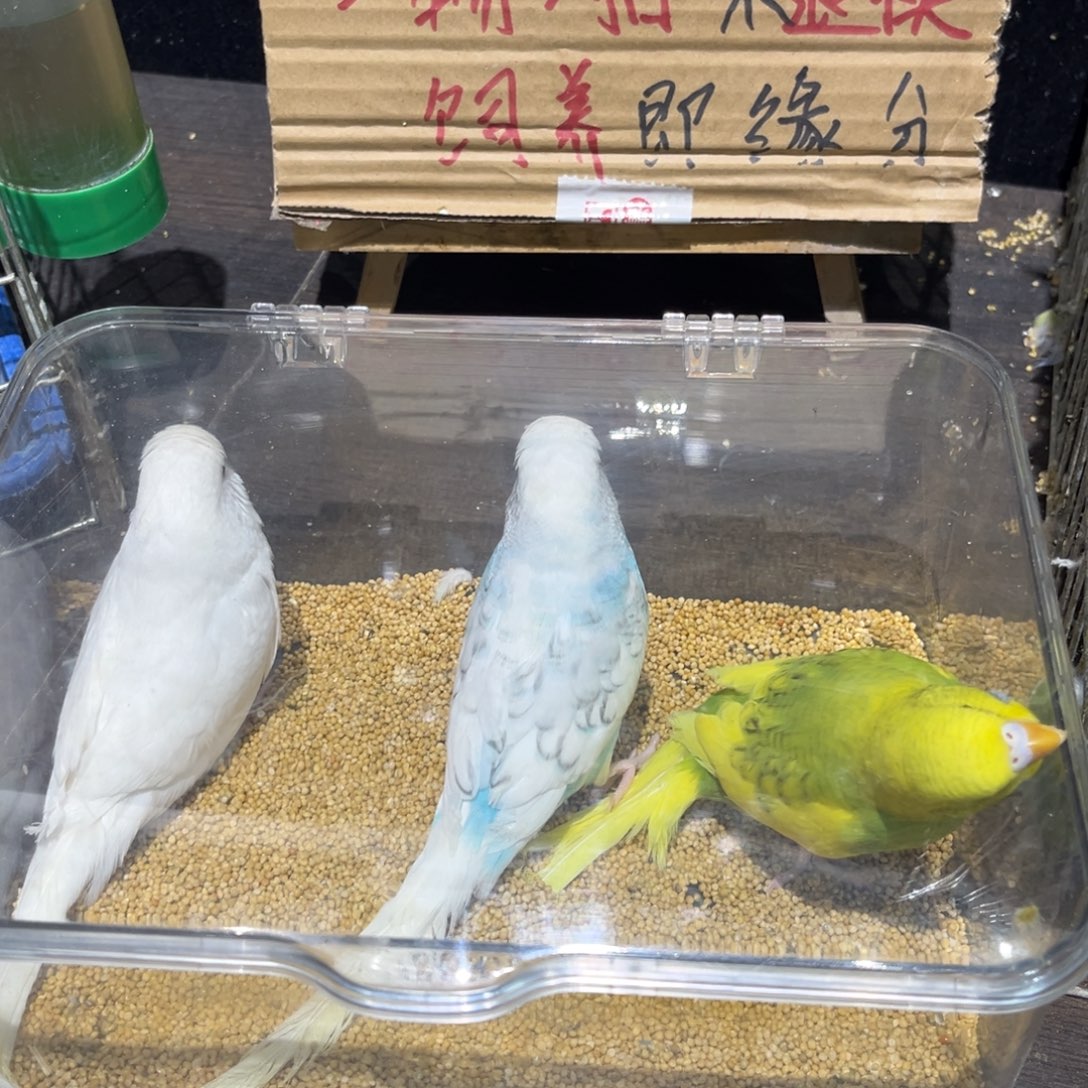 虎皮鹦鹉特色国血大头虎皮鹦鹉3只，一物一拍不退换