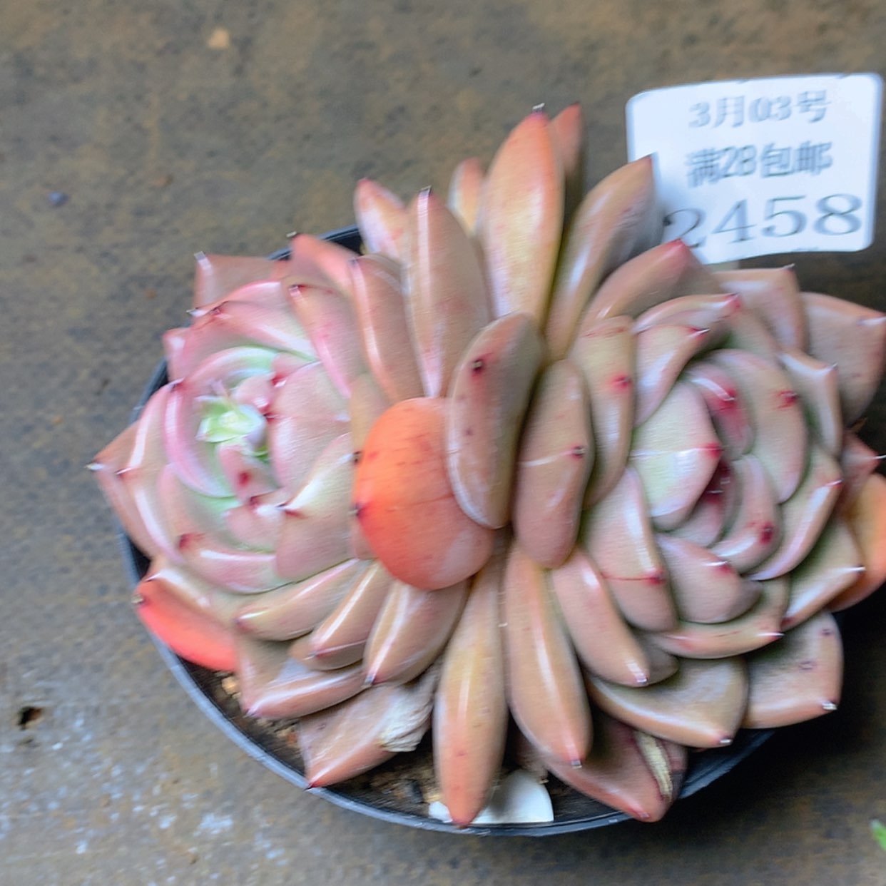 【闪购商品】云2458