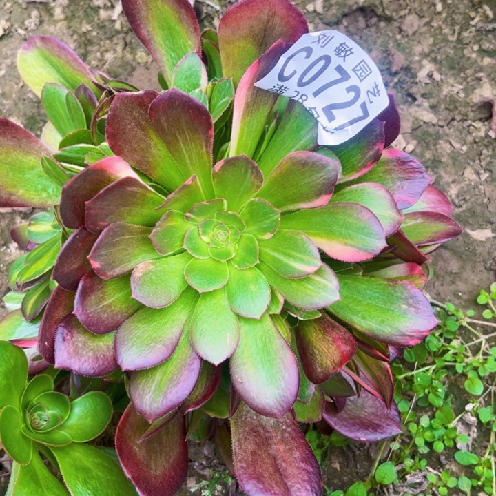 流星雨多肉植物法师无根0727