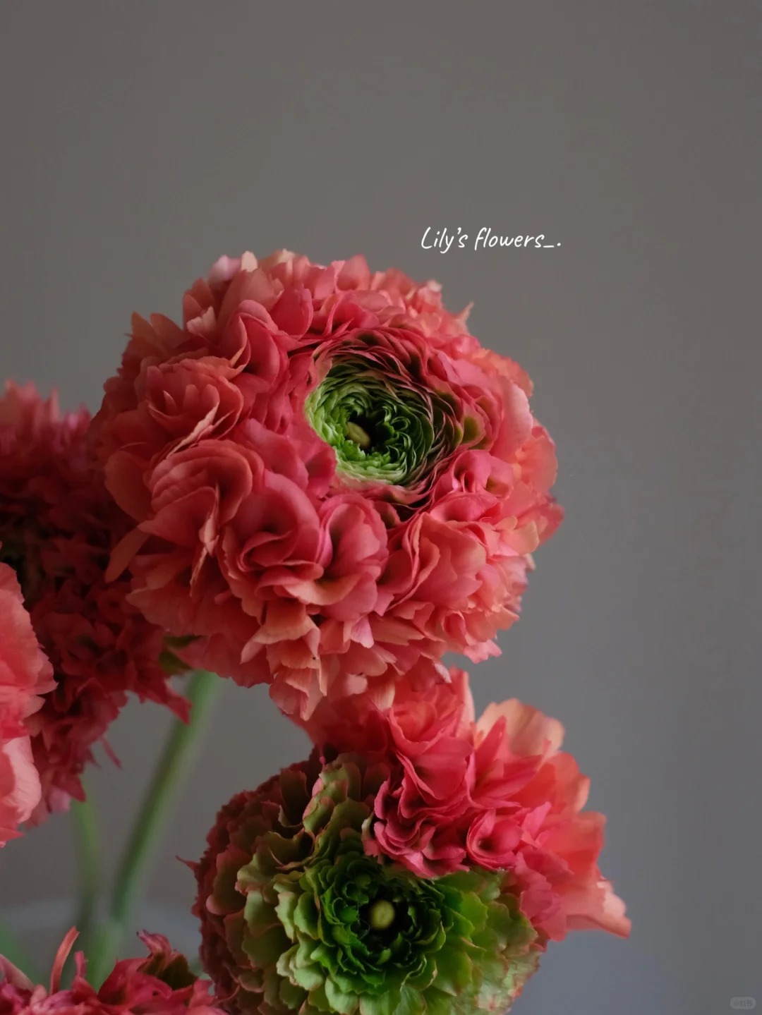 婵之语优选 西瓜红色锦鲤洋牡丹花香鲜花