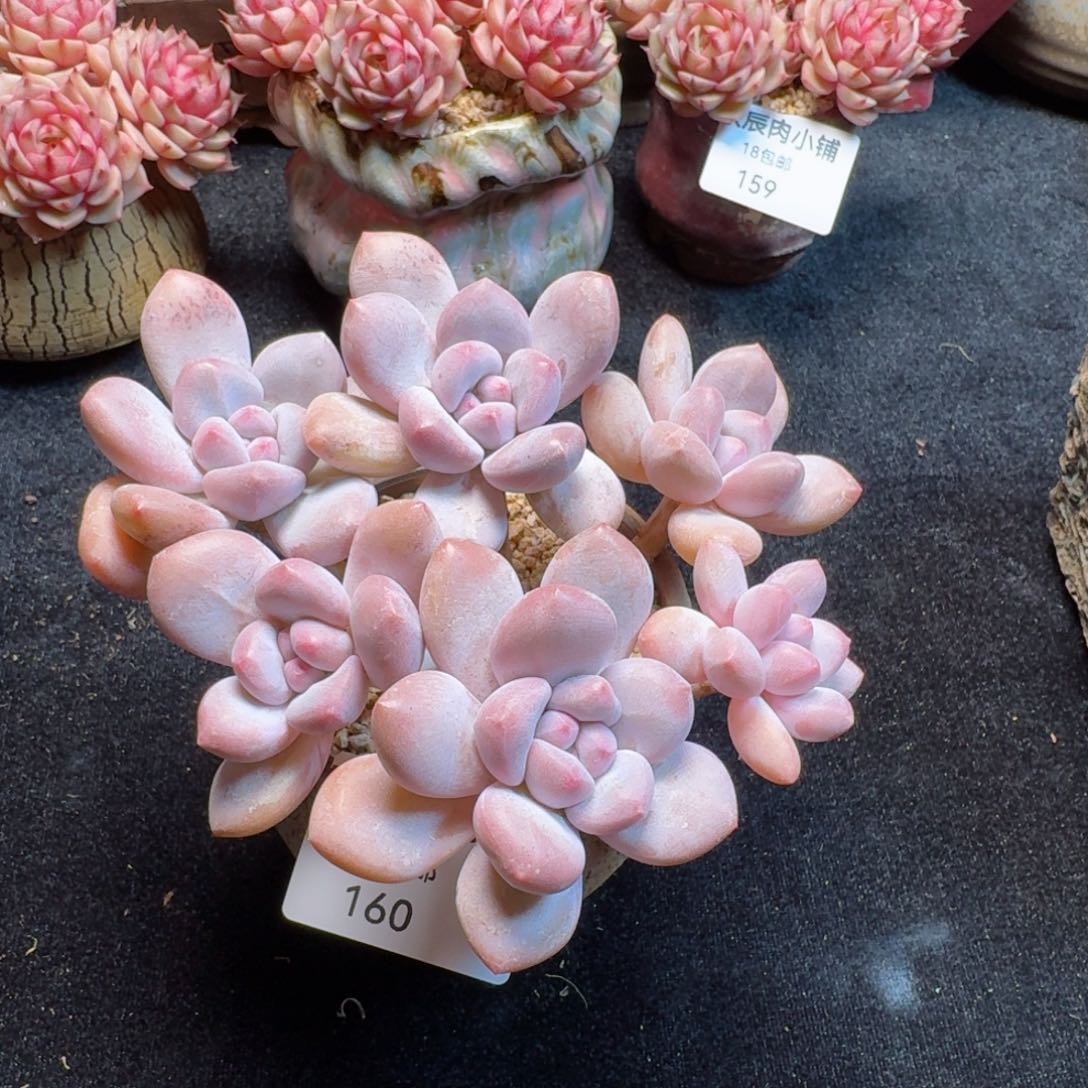 多肉植物  160  香水老桩群