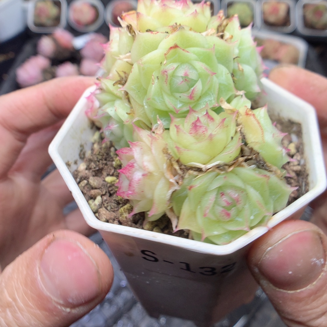 无花朵S132。yyyyyy