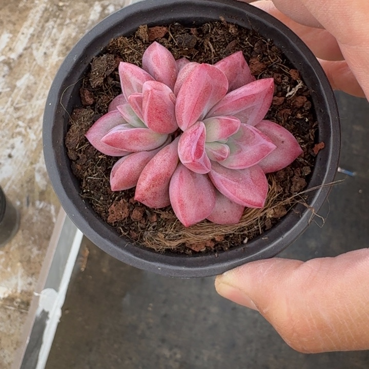 赫菲斯托 双头 一物一拍