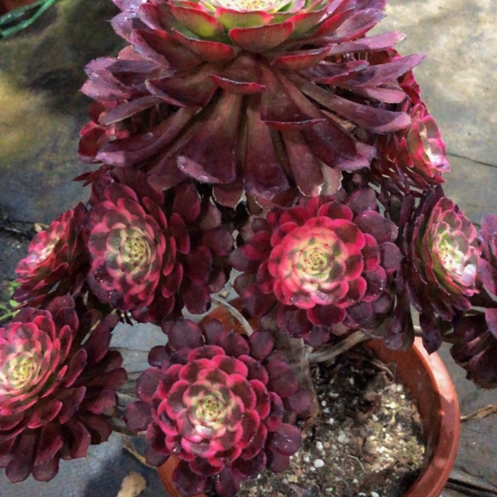 黑金钢多肉18888888888888