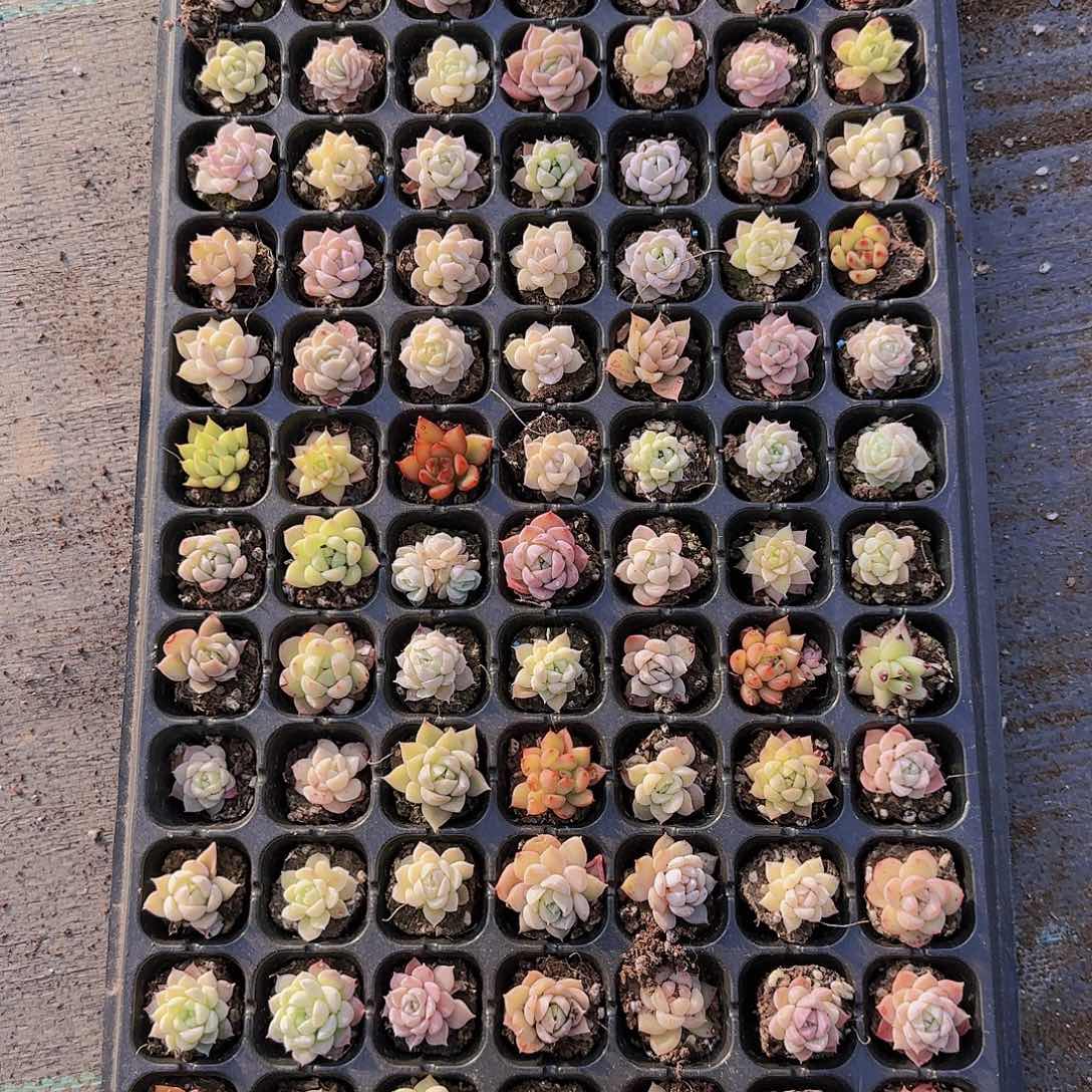 直播一物一拍多肉46