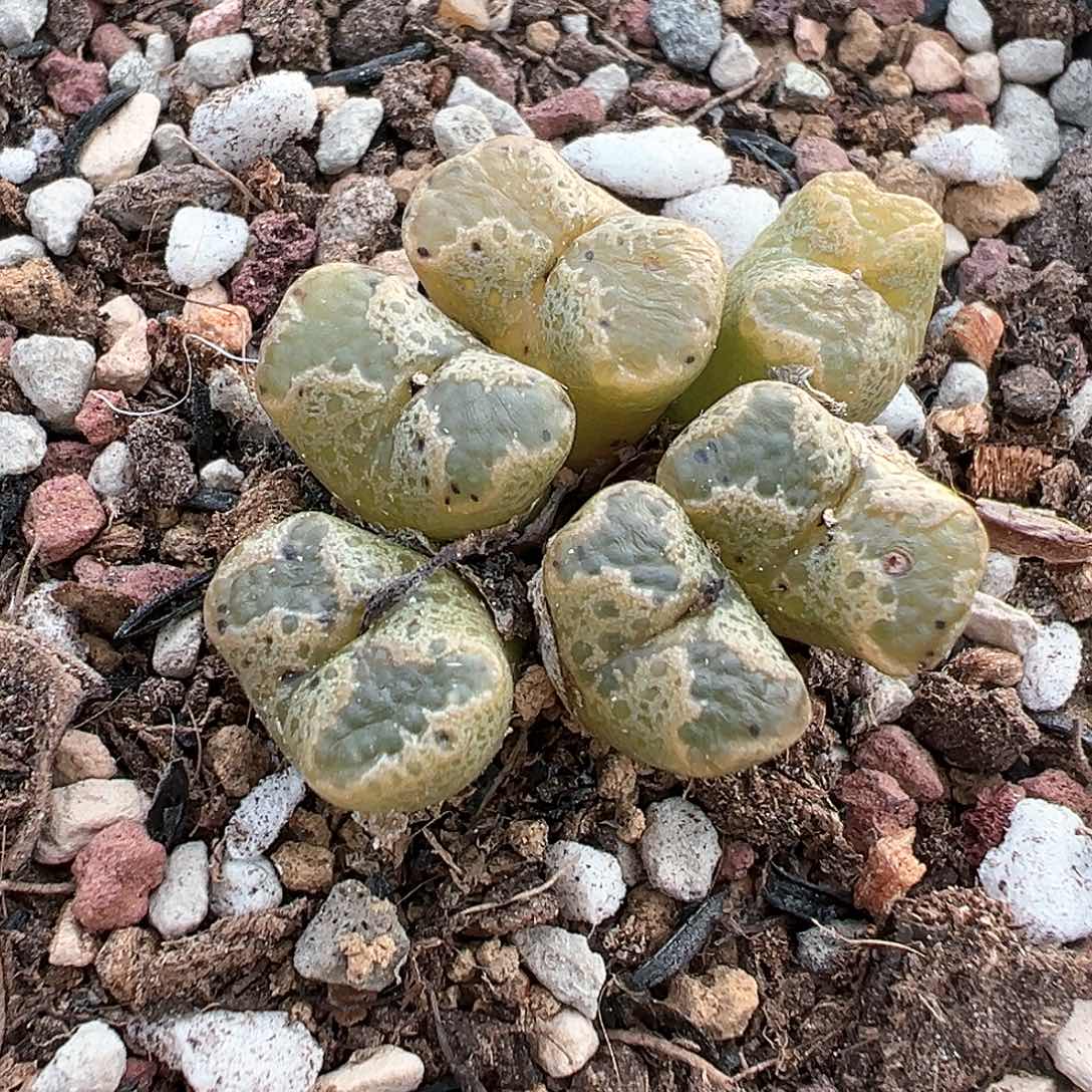 大窗泡泡蝴蝶 d r r z