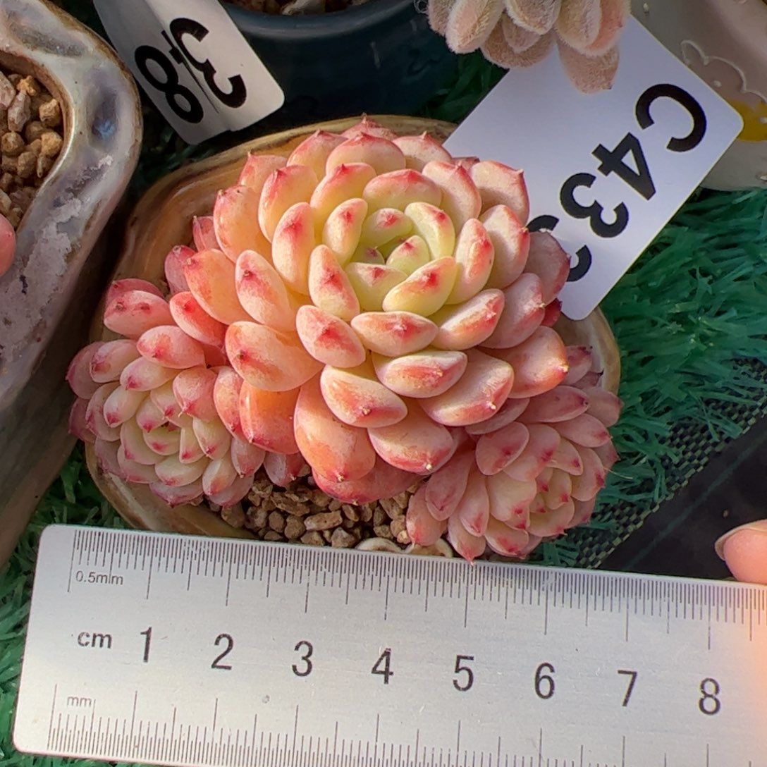 433 满38包邮一物一拍