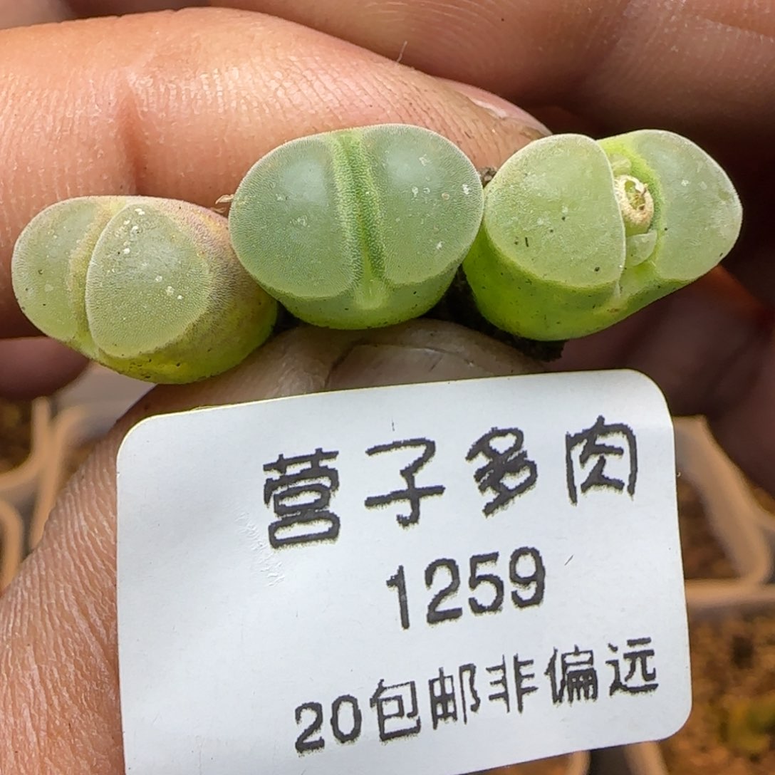 极窗。400。      