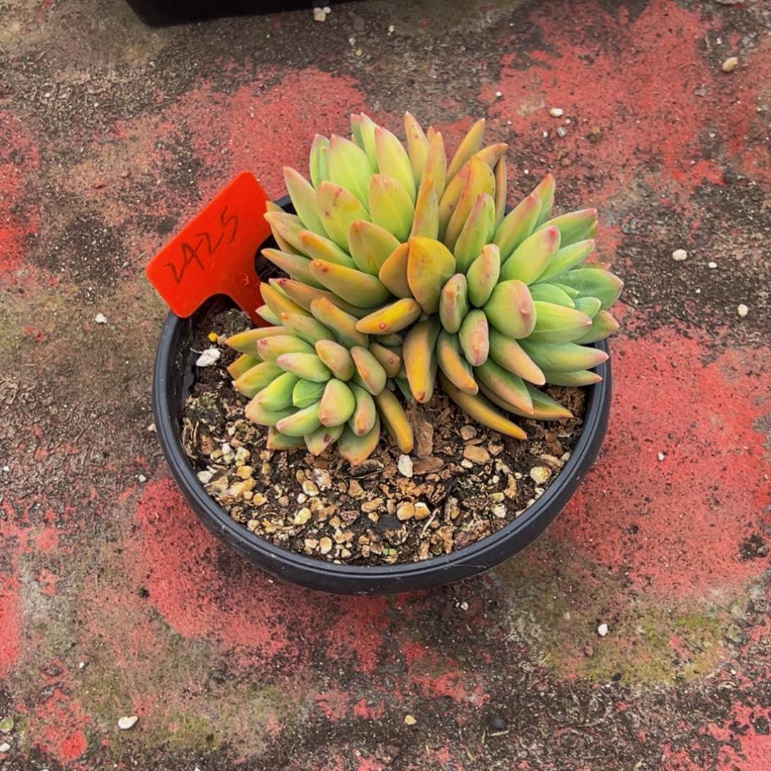 2425号上午多肉植物群生吃