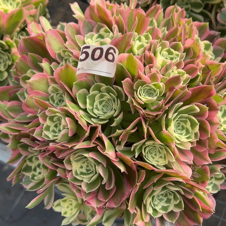 506白凤25厘米左右