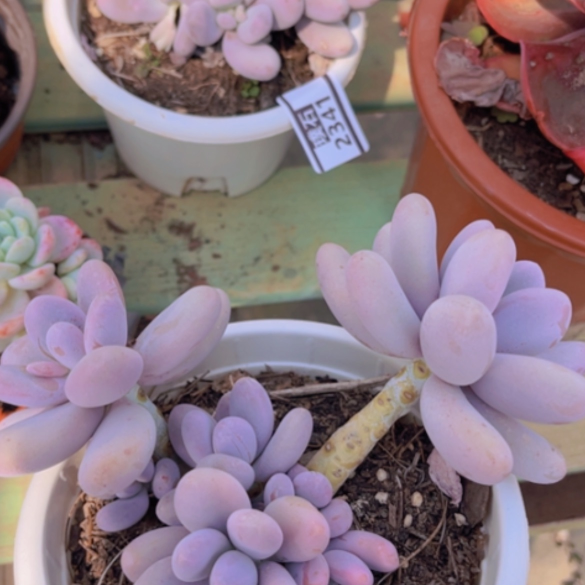 【闪购商品】原始奶2342