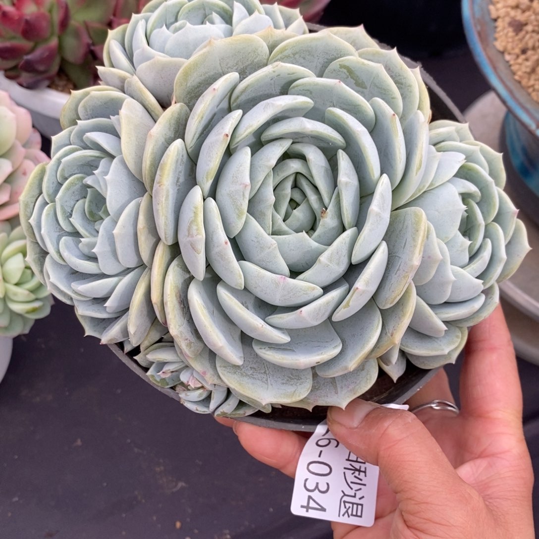 两单包邮1226-34劳林