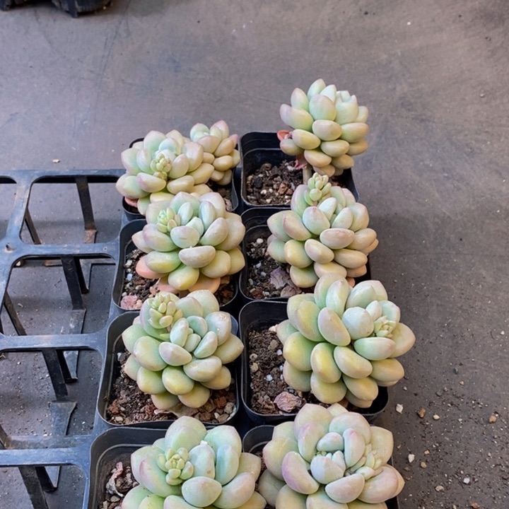 998多肉植物保护研究所所长助理研究员