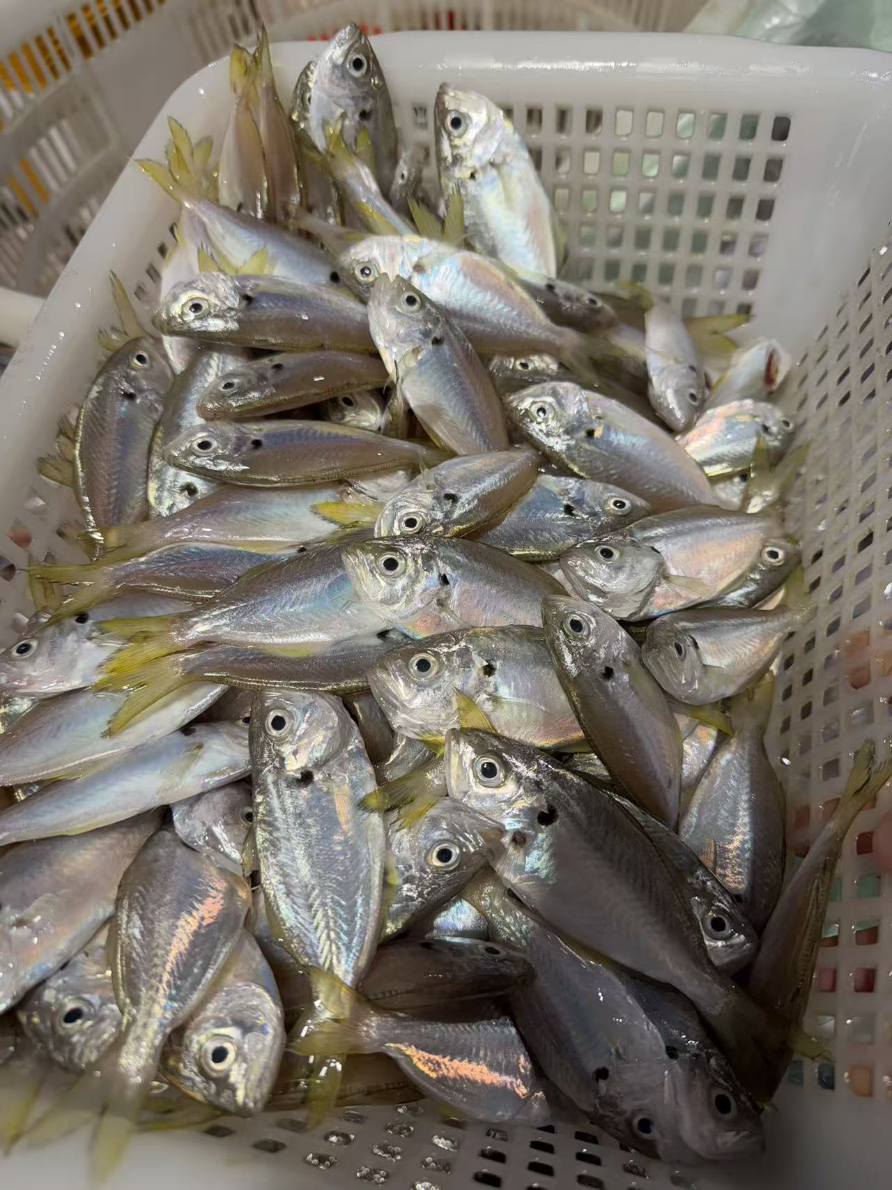 白茶鱼 瓜银鱼 （不算个头，嫌小勿拍）顺丰冷链发货