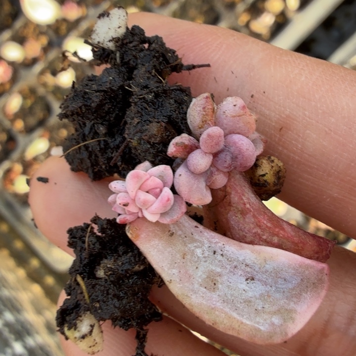 一刻的锦叶片一组