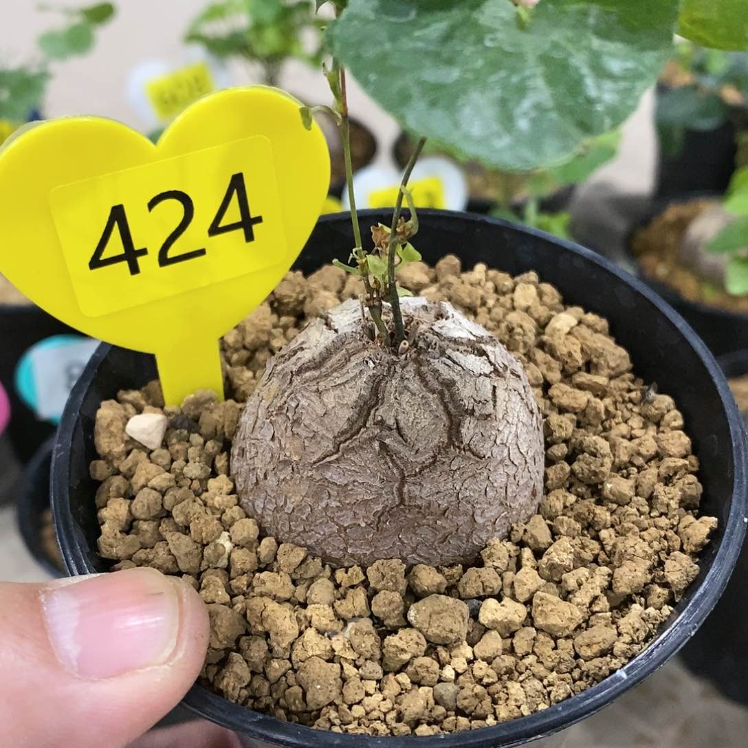 南非龟甲龙龟甲龙