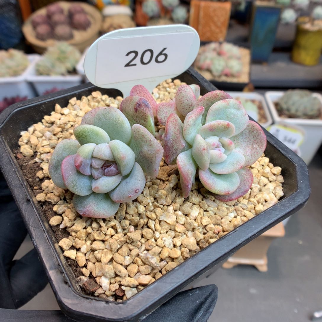 206 冰玉石化多肉