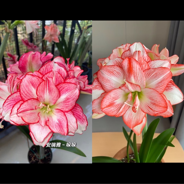 北方姑娘加安瑞雅 带盆土 包邮