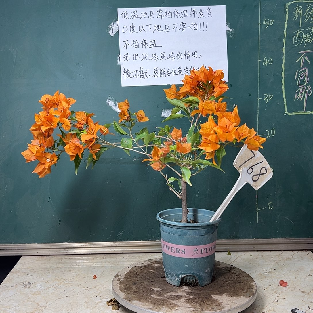 完全开放   橙桑巴  洒金橙 768