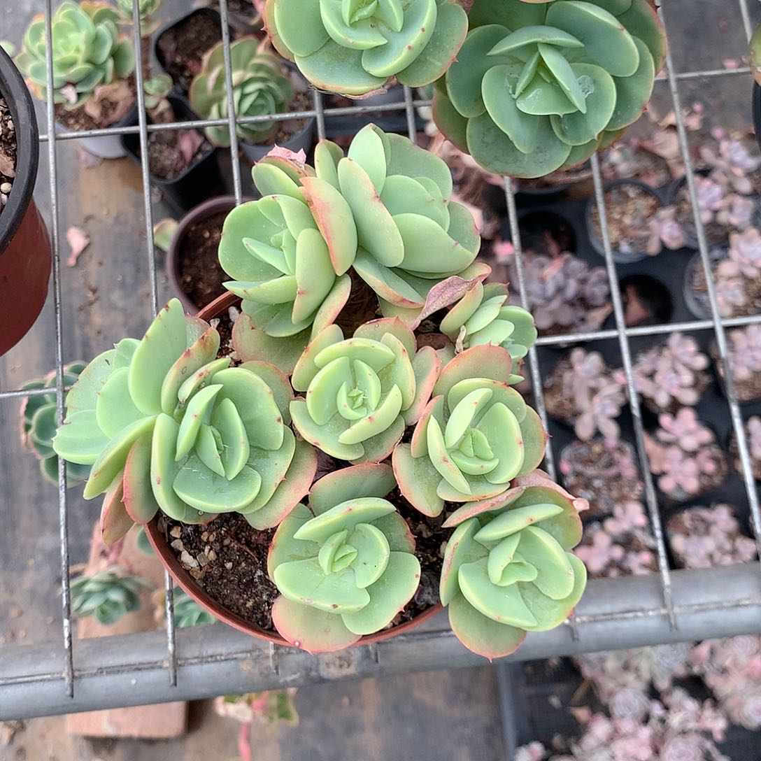 碧桃群多肉植物老桩