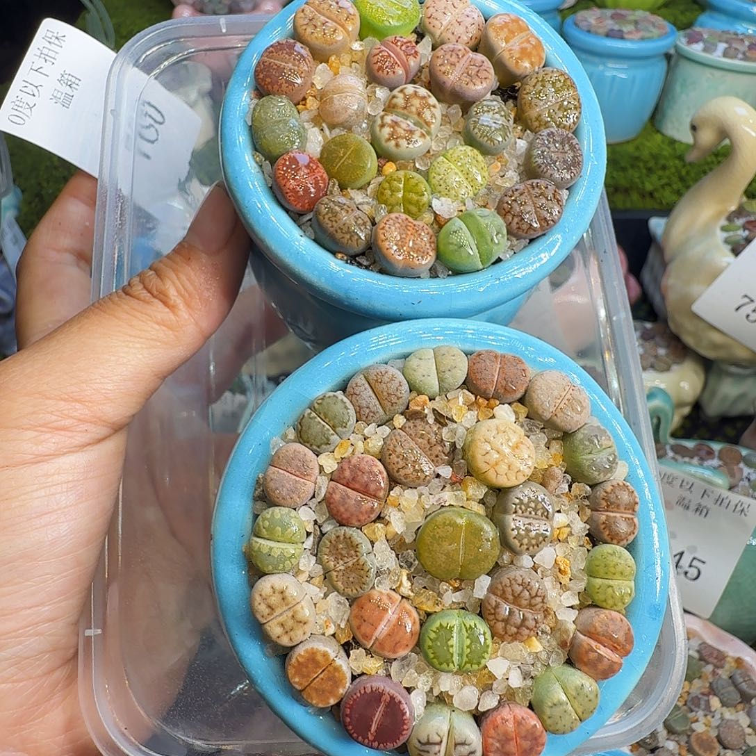 多肉植物福利冲760