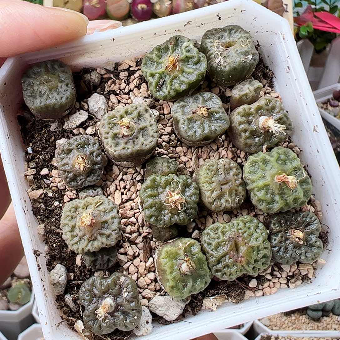 烧麦带盆发…………………………