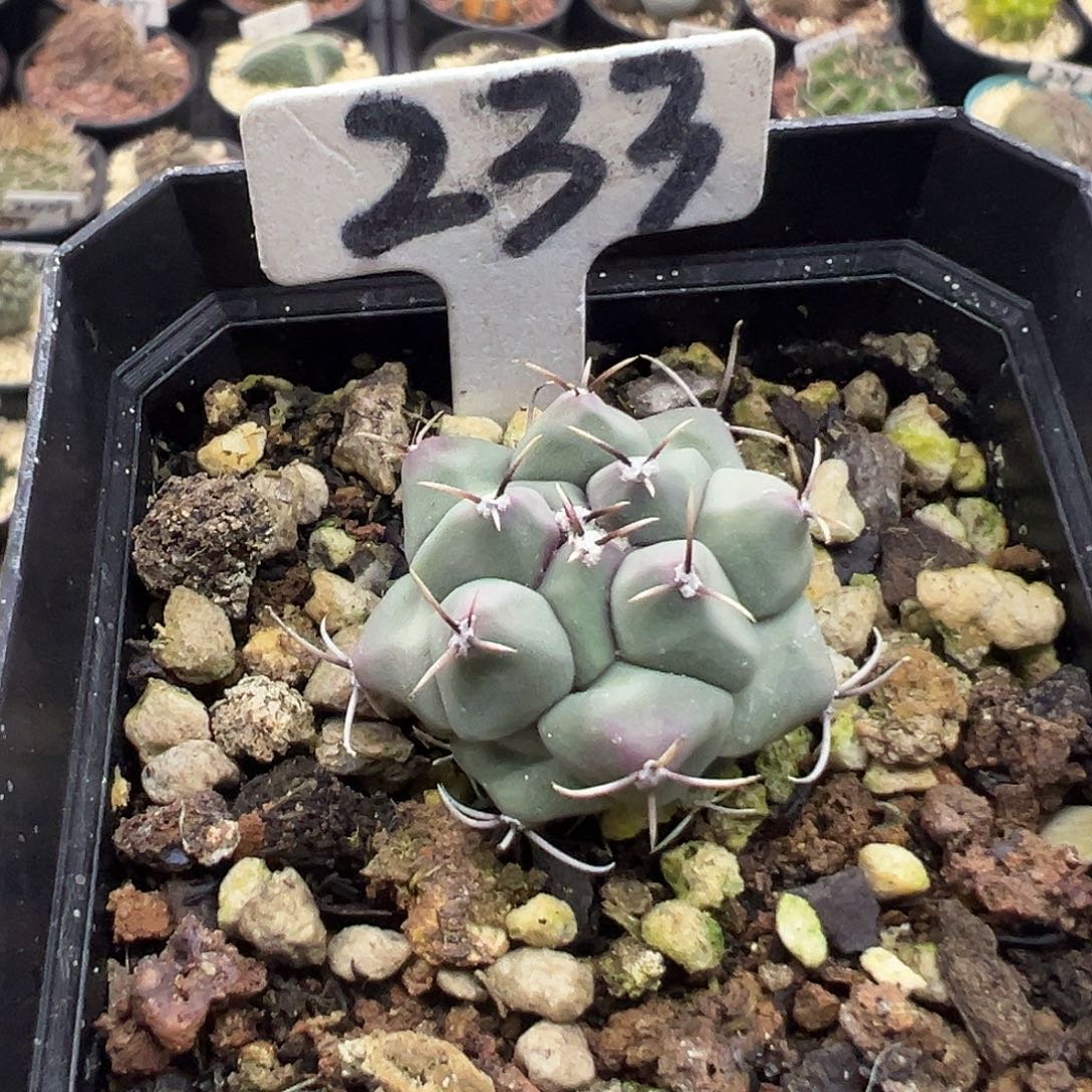 233眠狮子实生仙人球