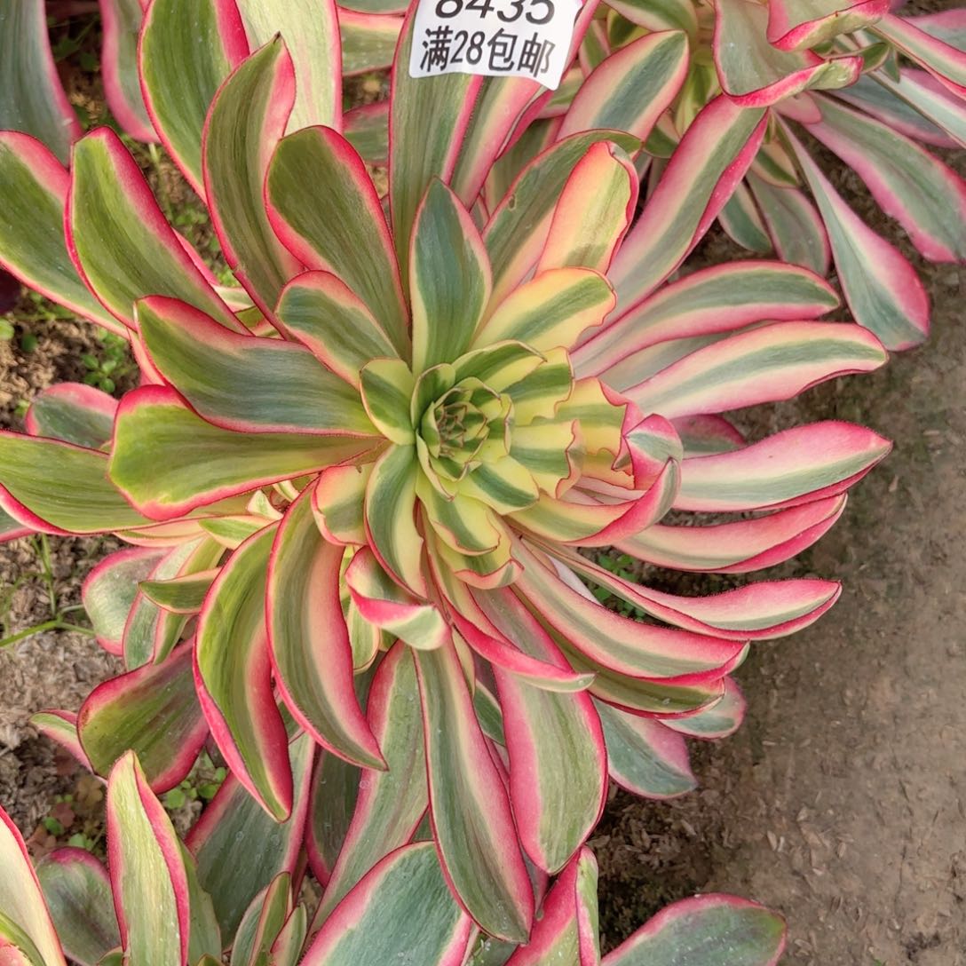 D. 8435红魔女女多肉