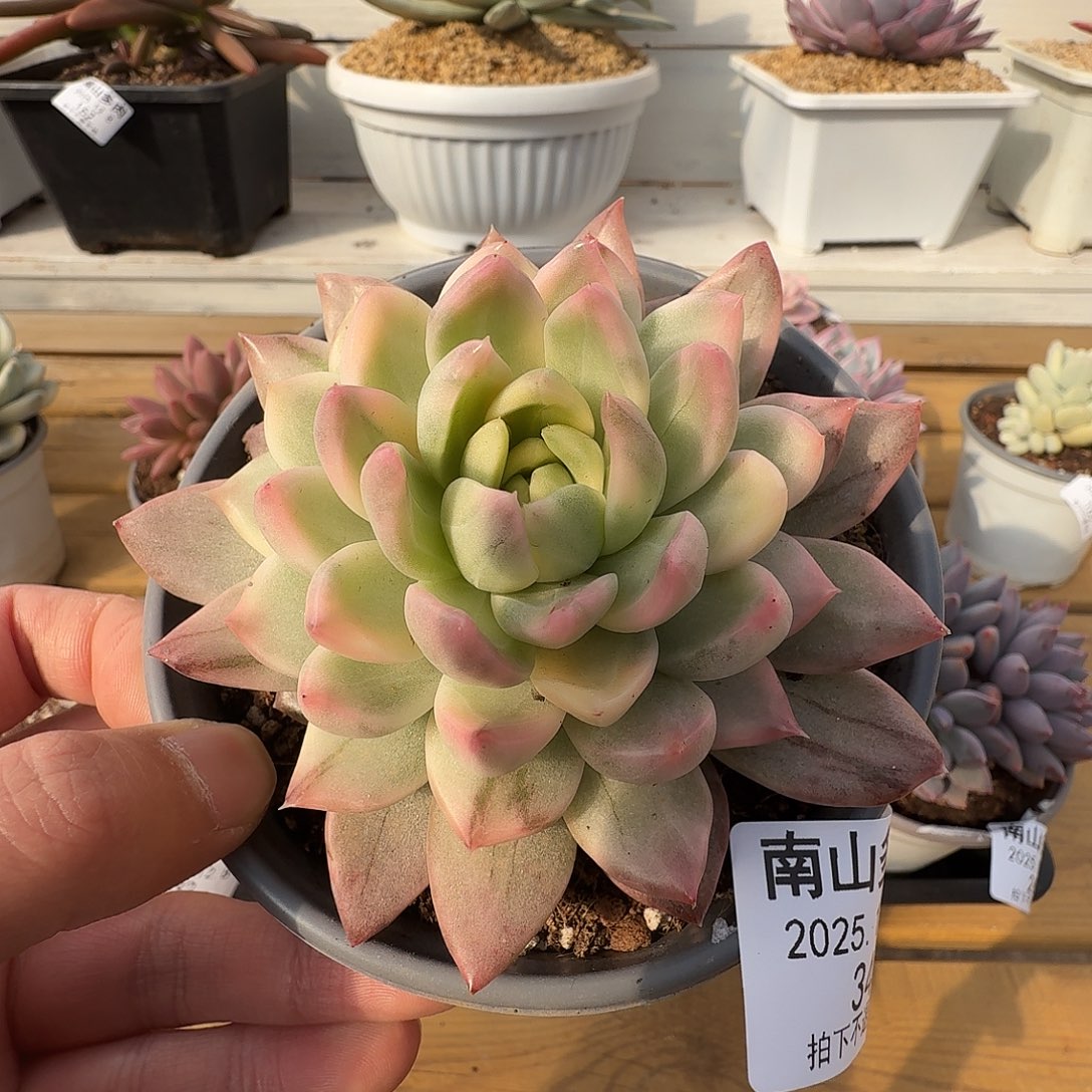 冰心公主锦1111128-34