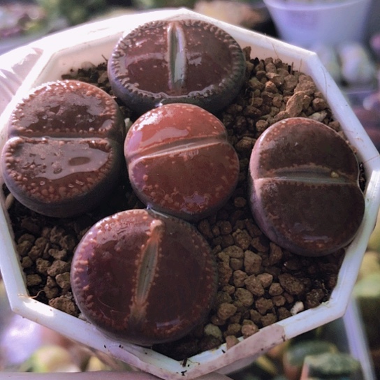 无花朵8242，2.2-2.5厘米如图