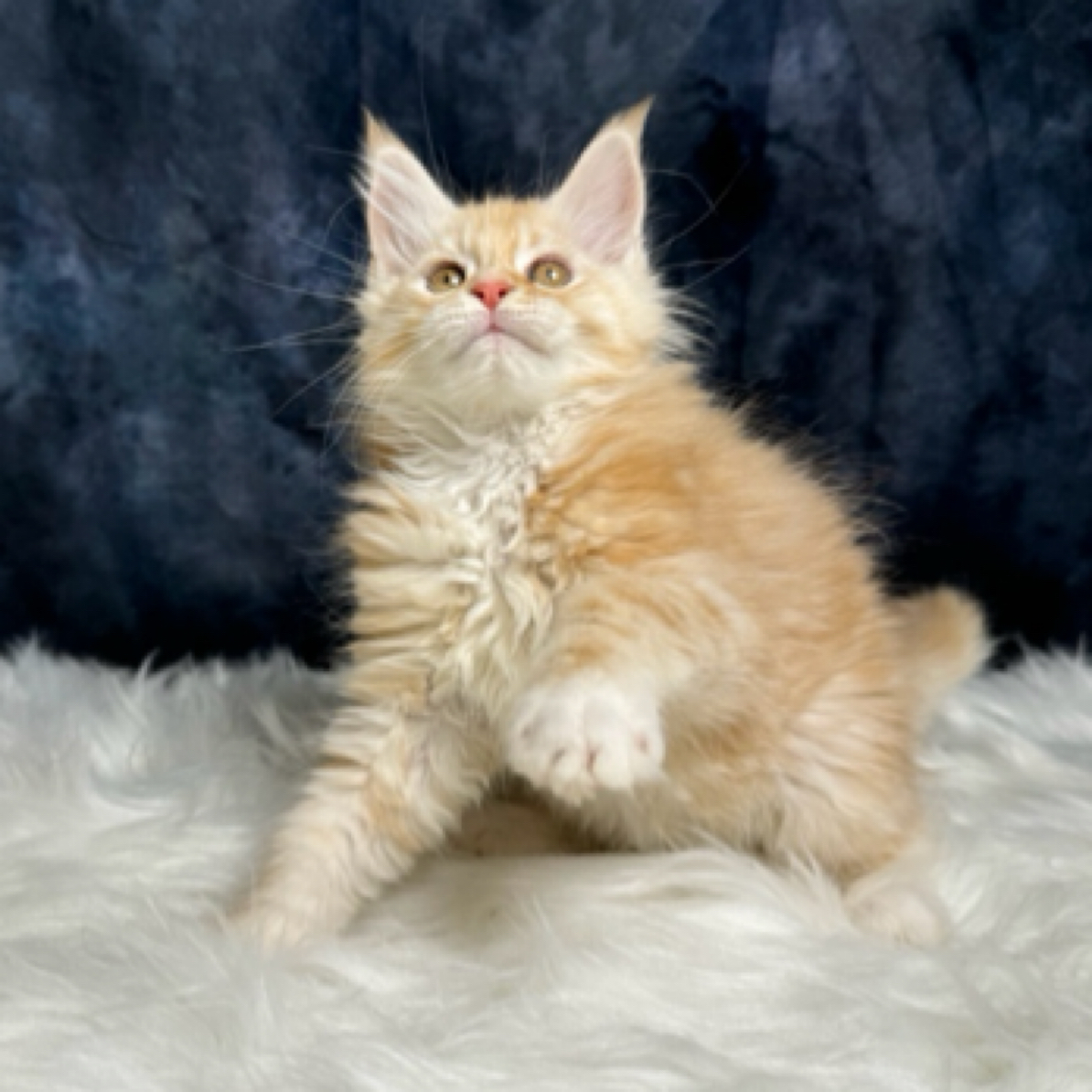 活体宠物猫（大体长毛缅因库恩猫  直播间包邮  健康有保障）