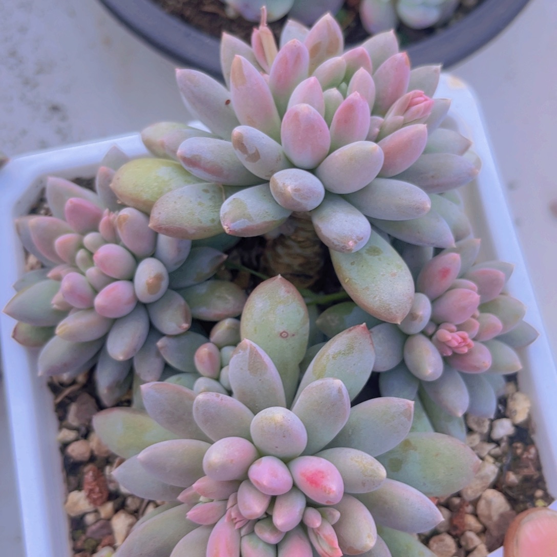 象牙奶03128多肉植物