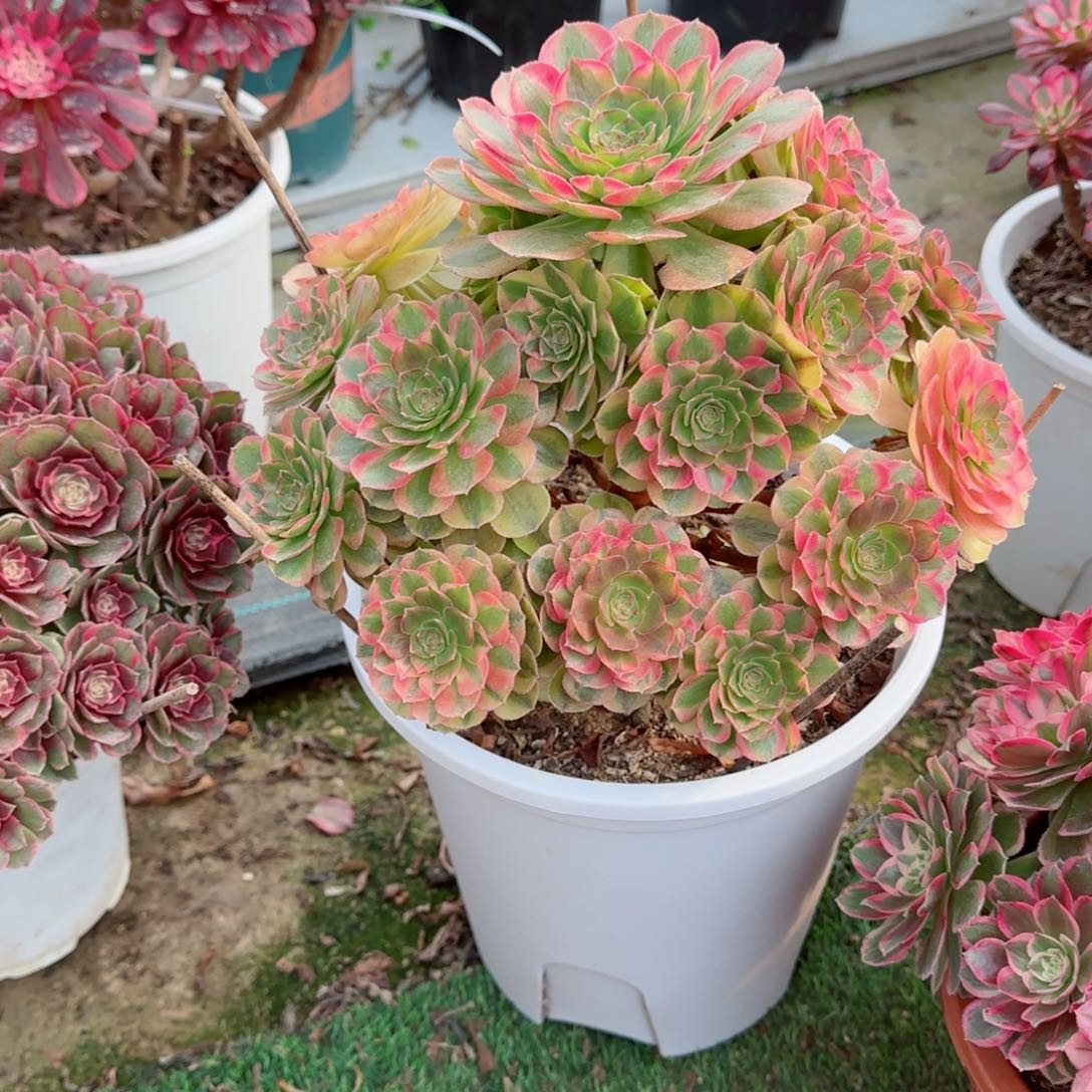遇***️雨何，多肉植物生长速度