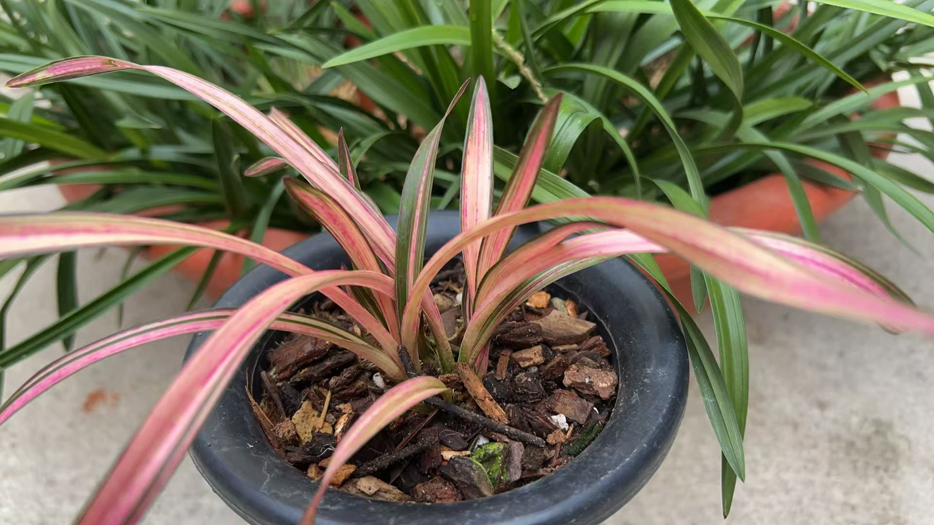 朵香新品红素 3苗草特壮发货