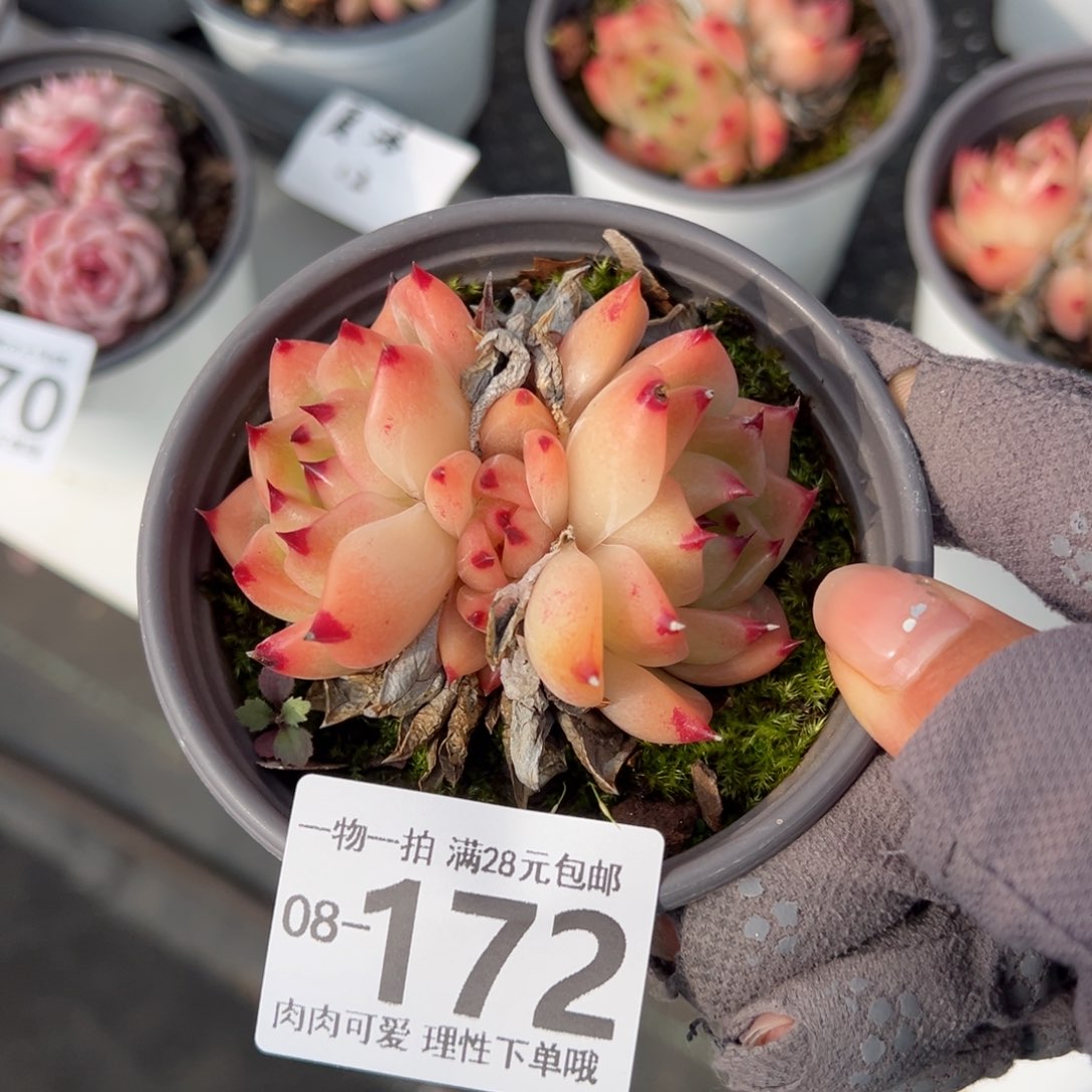 夏洛多肉多肉多肉多