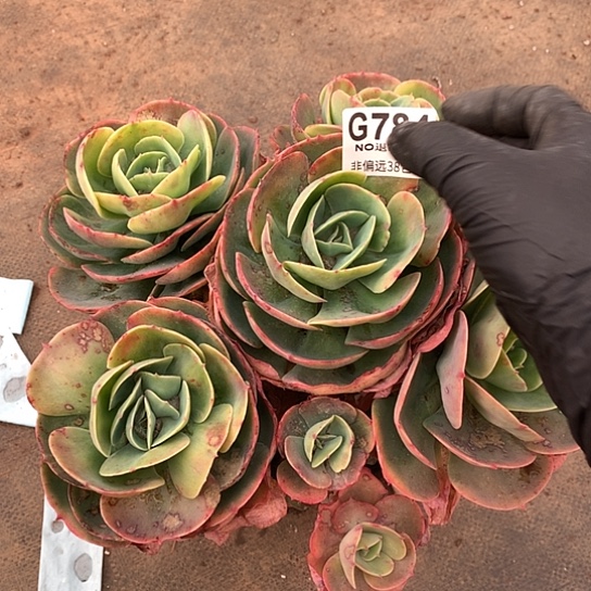 莫妮卡老桩784 全场亏本处理默认微瑕7-8天发货