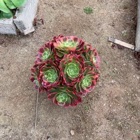 好***?多肉植物特斯拉锦。