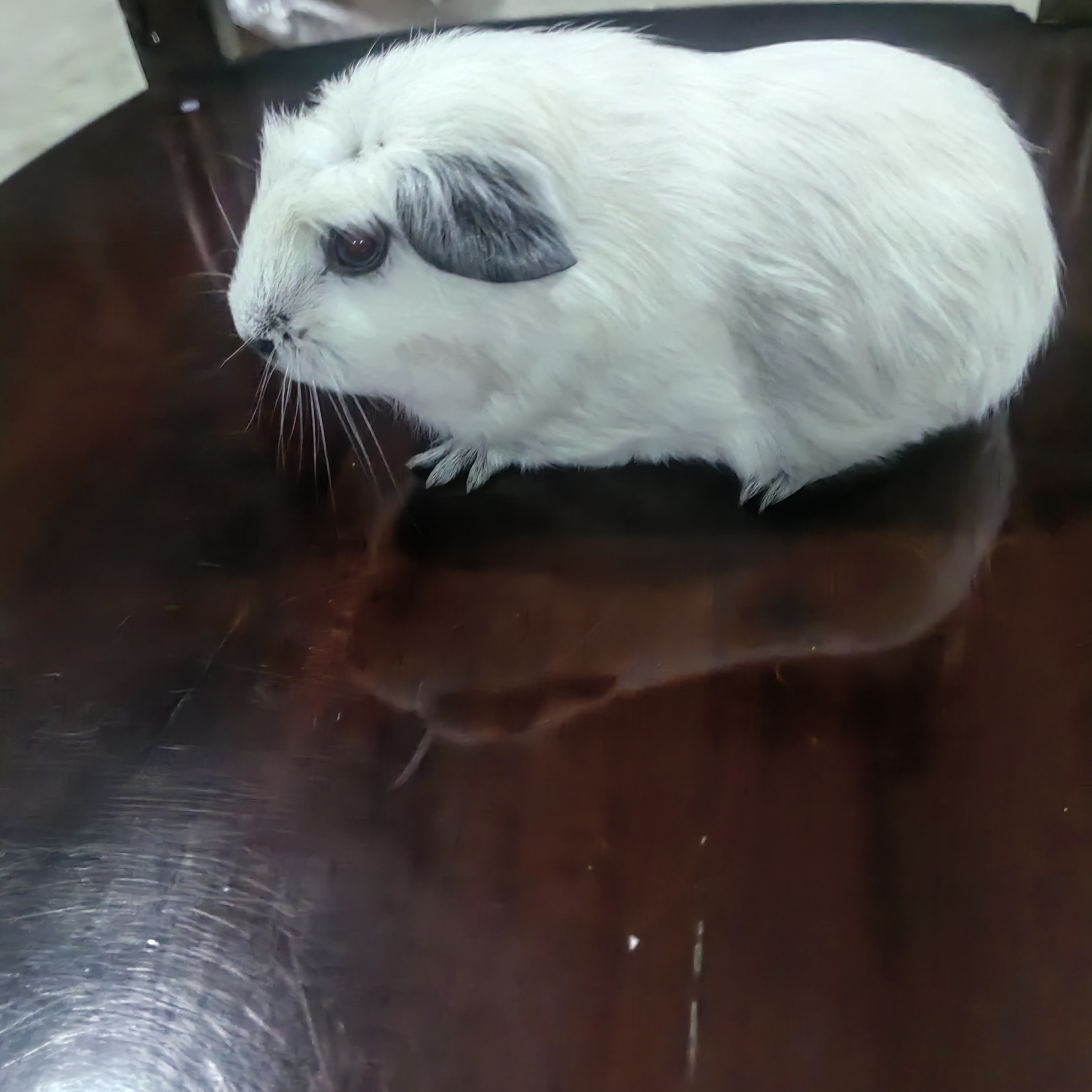 纯白冠毛加州弟弟（一物一拍）