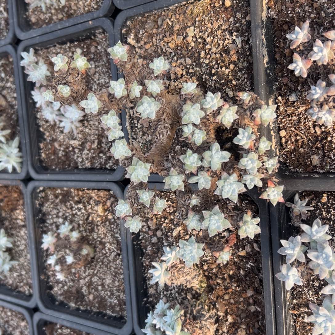 妖桩白菊～一物一拍 瑕疵2743