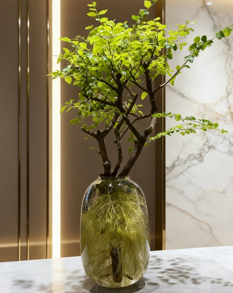 水培丁香木小叶女贞水培鲜切花材发根快好养活适合居家软装